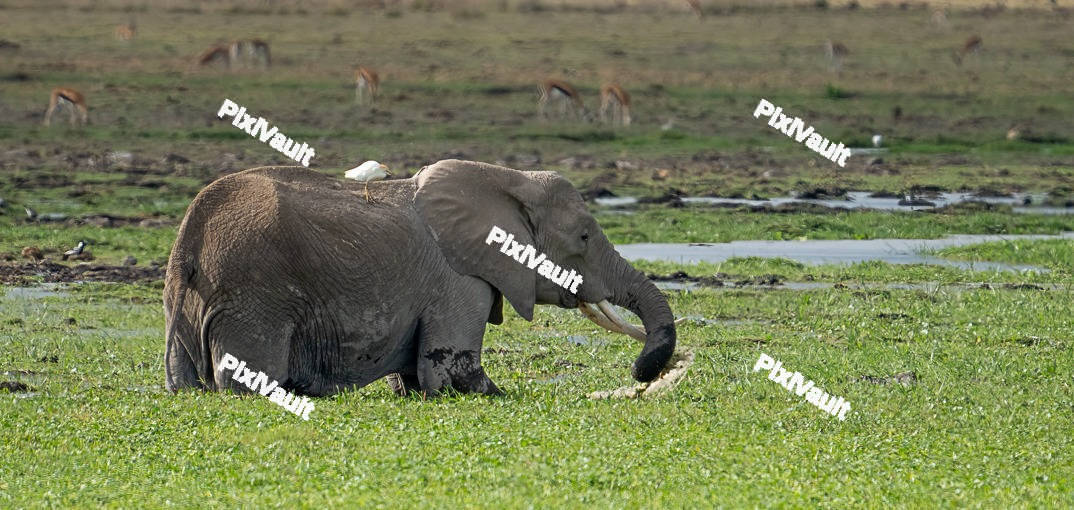Elephant